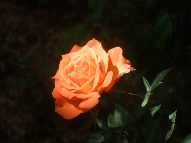 Anadalusien 2009 - 0852 